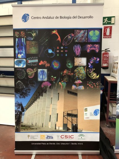 Roll up con gráfica cenrtro biología del desarrollo en Sevilla.